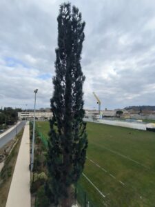 Pylône Arbre Celle 3